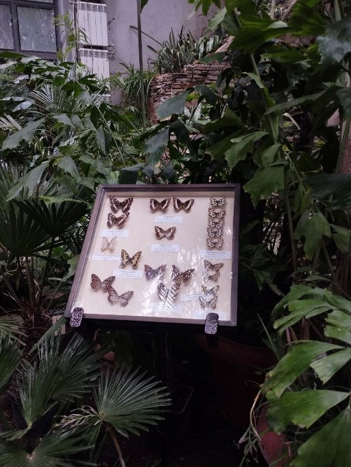 Новини Харкова: виставка комах у ботсаду